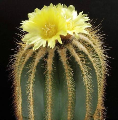 Parodia_warasii